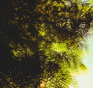 Close-up of tree against sky