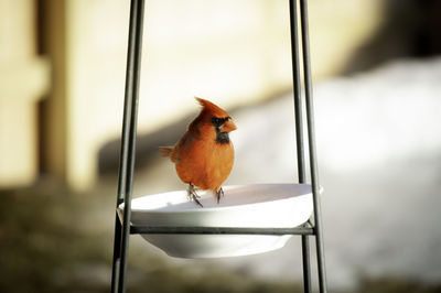 Close-up of bird perching on metal