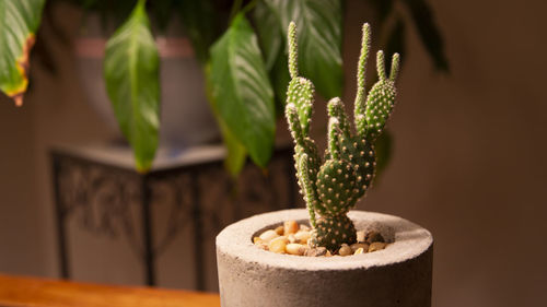 Close-up of potted plant