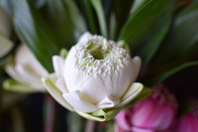 Close-up of white flower