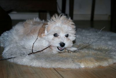 Portrait of dog relaxing on floor at home