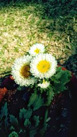 Close-up of yellow flowers blooming outdoors