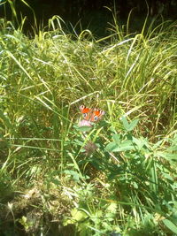 Close-up of butterfly on flower field