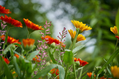 Close-up of red flowering plants