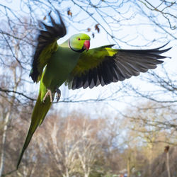 Low angle view of bird flying