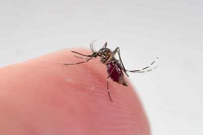 Close-up of insect on hand