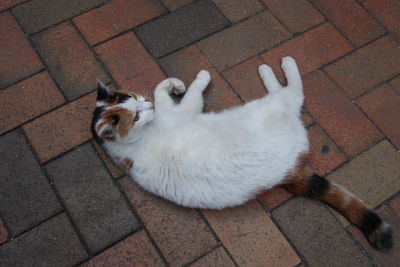 High angle portrait of cat