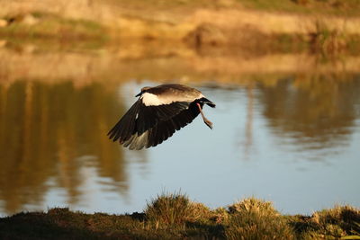Bird flying over lake