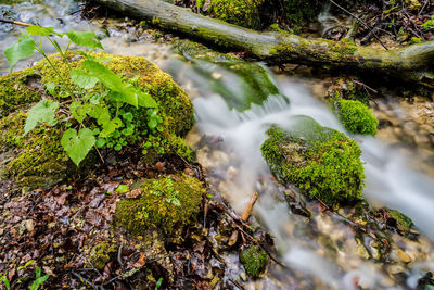 View of moss growing on rock in forest