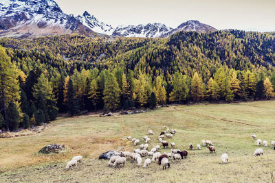 View of sheep on field