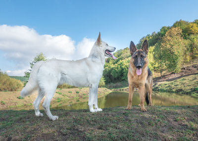 Dogs standing in field