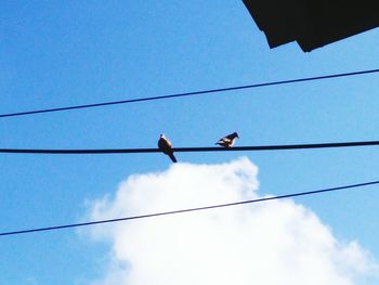 Low angle view of birds perching on cable against blue sky