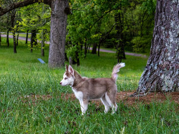 Siberian husky in a field