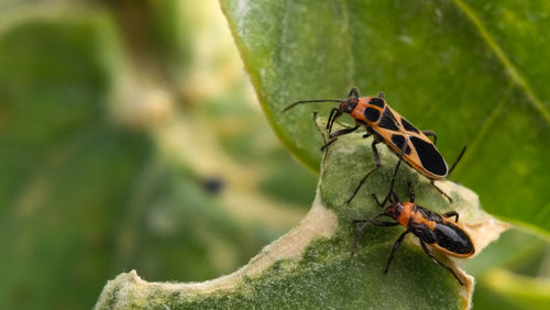 Close-up of bugs on leaf
