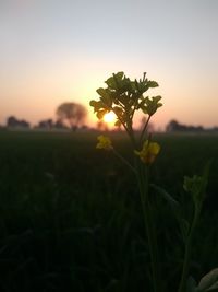 Flowers blooming on field against sky during sunset