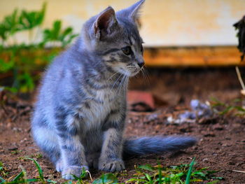 Close-up of cat