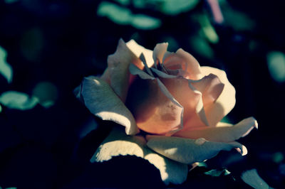 Close-up of rose growing outdoors