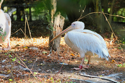 View of a bird on field