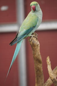 Close-up of bird perching on branch