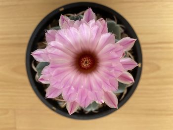 High angle view of pink flower on table