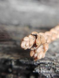 Close-up of frog