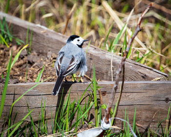 View of bird perching on wood