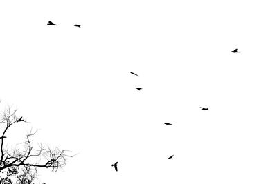 Low angle view of birds flying in the sky