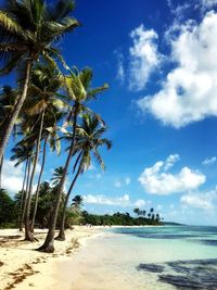 Palm trees on beach against sky