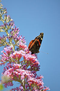 Low angle view of butterfly on pink flower