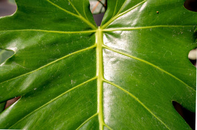 Full frame shot of green leaves