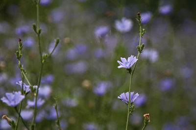 Close-up of purple flowering plant