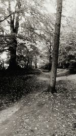 Trees on landscape against sky