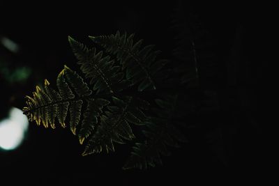 Close-up of fern leaves against black background