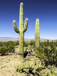 Cactus growing on field against clear sky