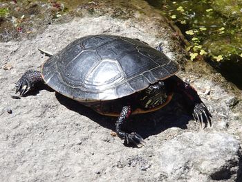 High angle view of shell on rock