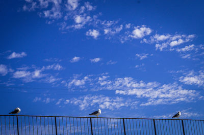 Low angle view of bird perching on blue sky