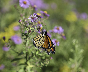 Close-up of butterfly pollinating on purple flower