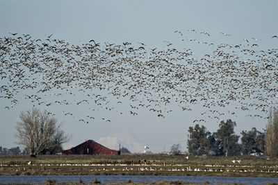 Flock of birds flying against sky