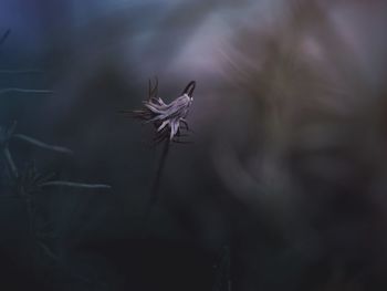 Close-up of insect on plant