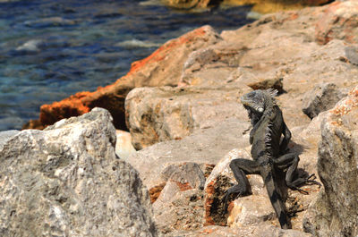 Close-up of lizard on rock