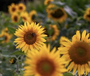 Close-up of sunflower