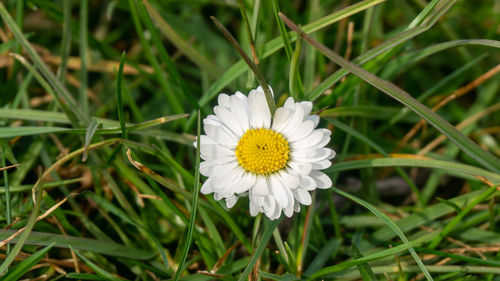 Close-up of white daisy flower