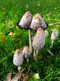 Mushrooms growing in field