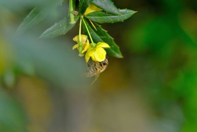 Close-up of yellow pollinating flower