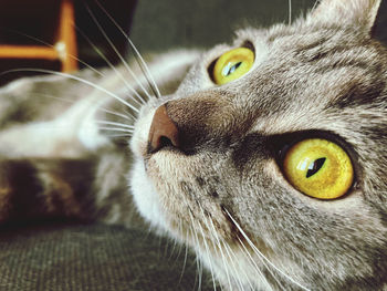 Close-up portrait of a cat