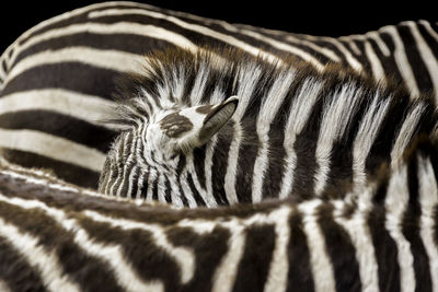 Close-up of zebras