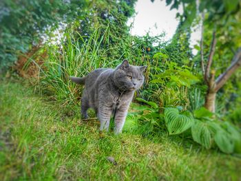 Cat lying on grass