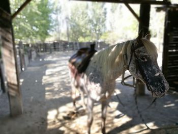 Horse on tree