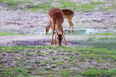 Gazelle standing on field