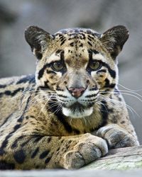 Close-up portrait of a leopard